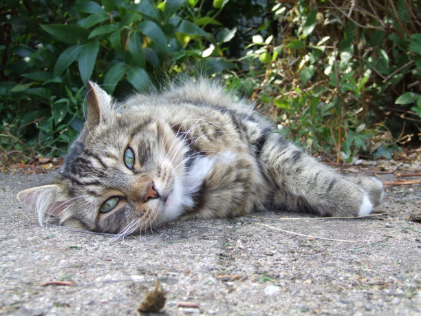 虎斑猫图片下载