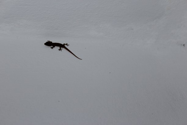 黑色和白色的小蜥蜴图片下载