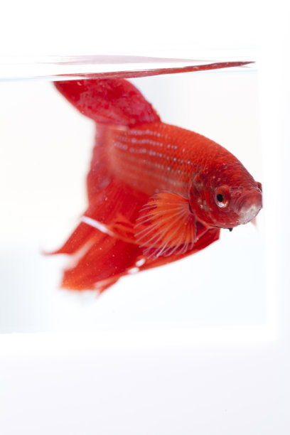 是水里的大鱼图片下载