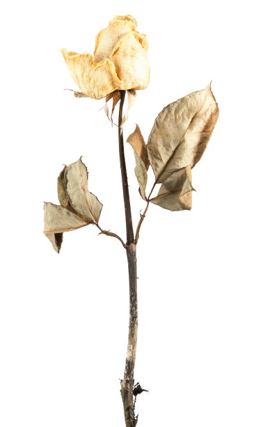 美丽的玫瑰干图片下载