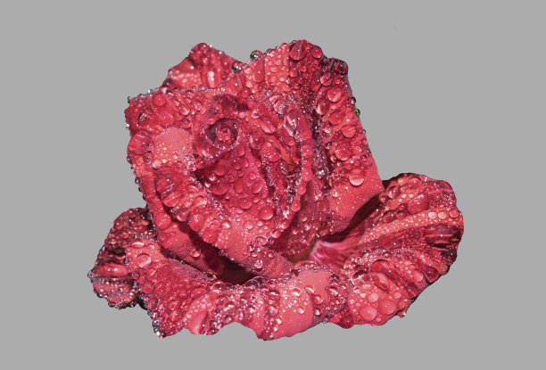 美丽的红玫瑰。图片下载