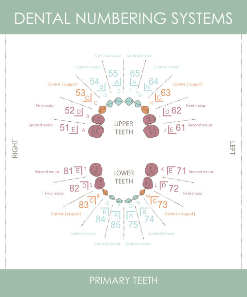 乳牙编号系统图片下载