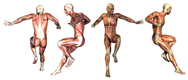 肌肉的医学说明图片下载