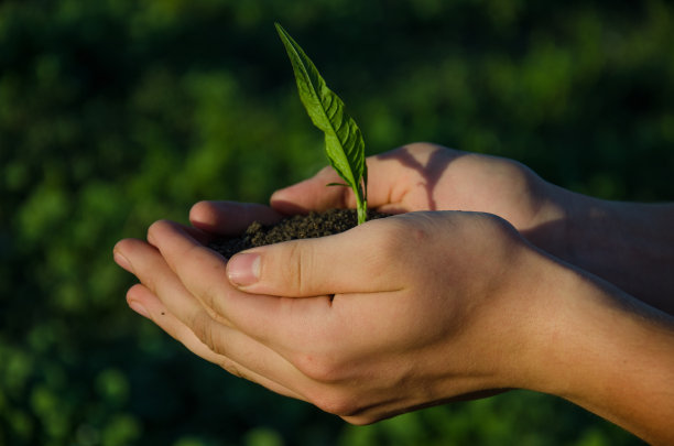 手捧苗木，带土，绿树成荫图片下载
