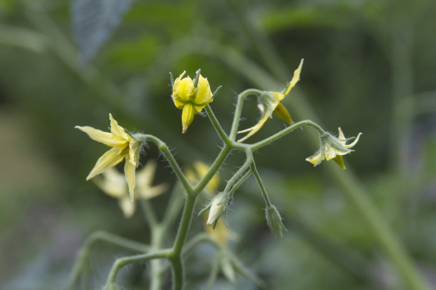 黄色忍冬花特写图片下载