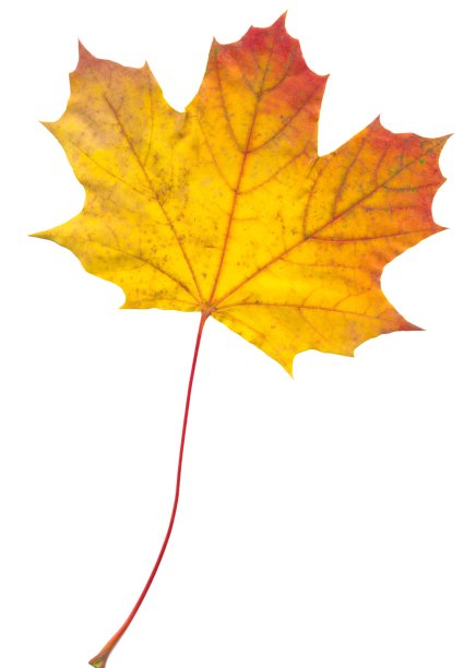 秋叶红黄相间，孤立在白色上图片下载