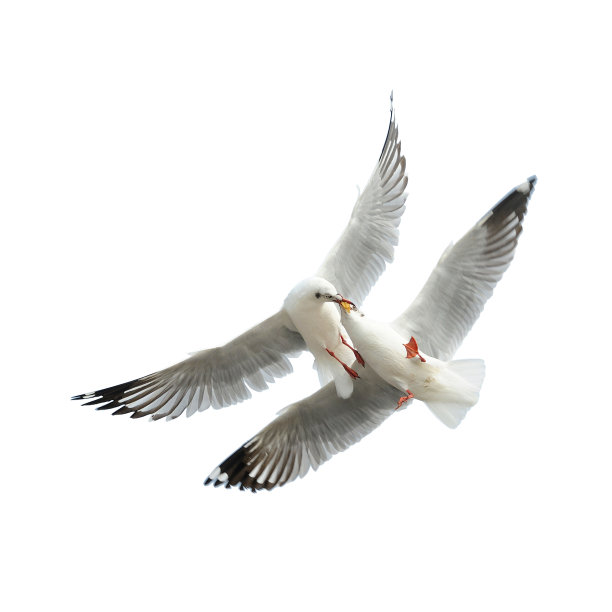 飞翔的一对普通海鸥孤立在白色的背景图片下载