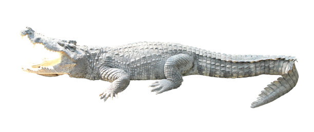 鳄鱼孤立图片下载
