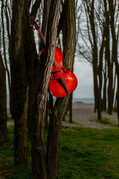 大提琴树图片下载