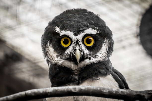 你在看谁?图片下载