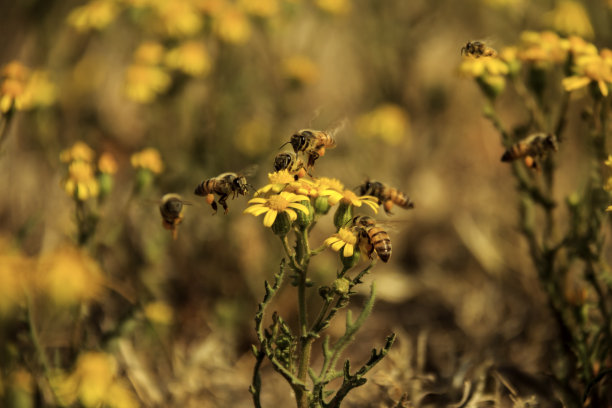 多只蜜蜂采集花蜜图片下载