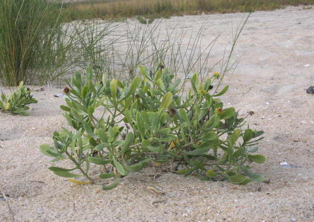 Sea-oxeyeplants水果图片下载