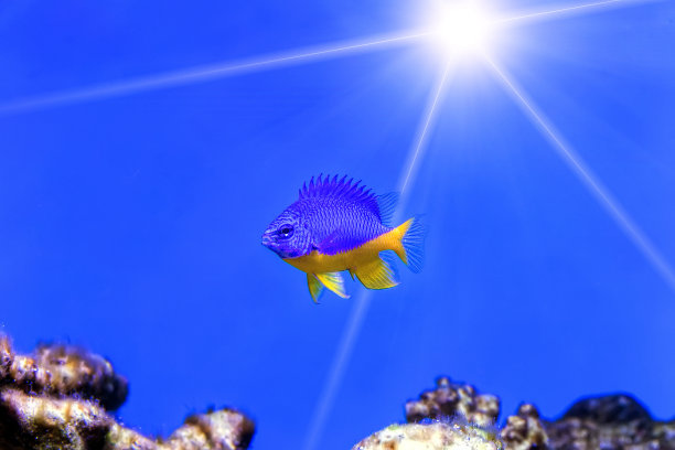 蓝小热带鱼(半半紫翅目)图片下载