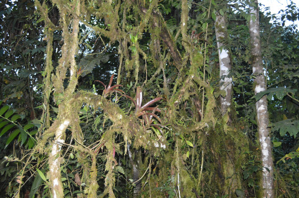 凤梨和蔓藤图片下载