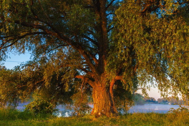 森林湖图片下载