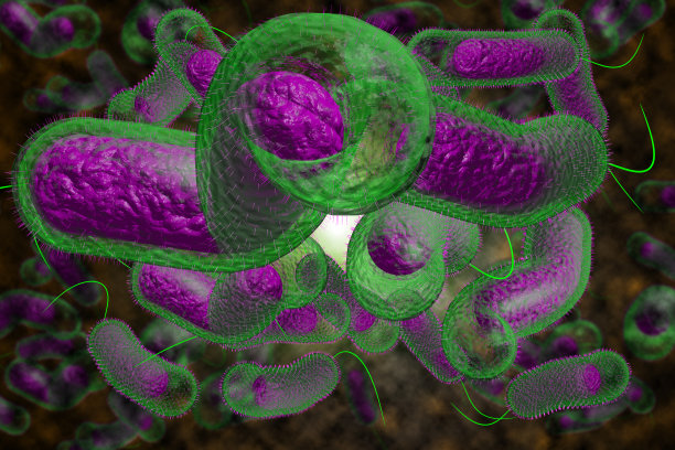 霍乱细菌图片下载