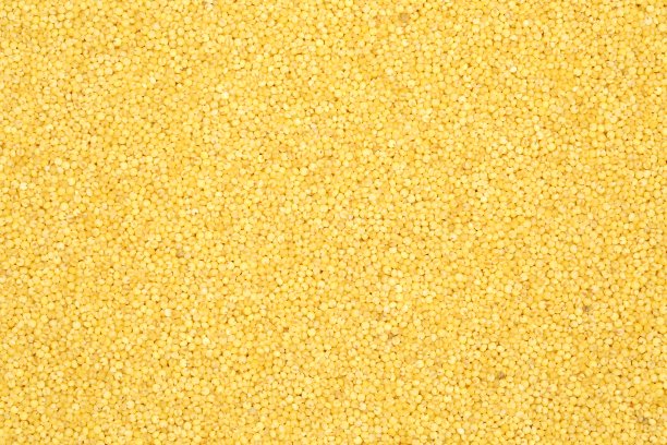 鸭小米图片下载