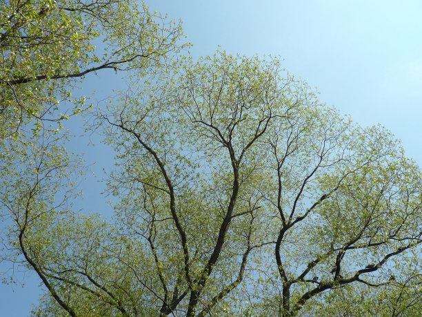 春天树上的嫩叶图片下载