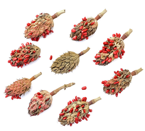 木兰种子荚图片下载