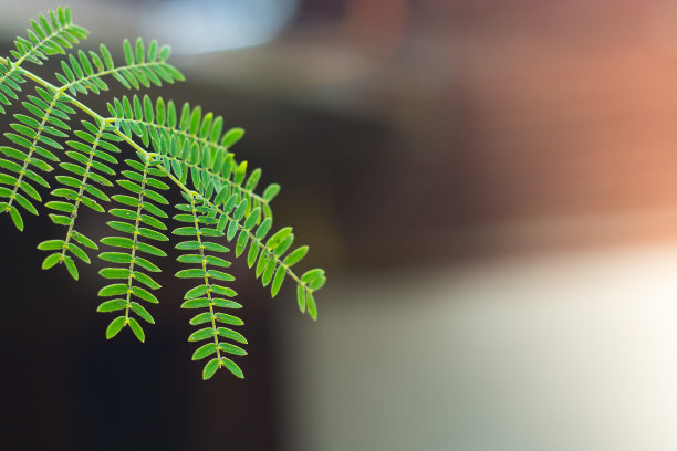 手持叶图片下载