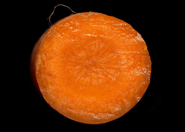 在胡萝卜里面图片下载