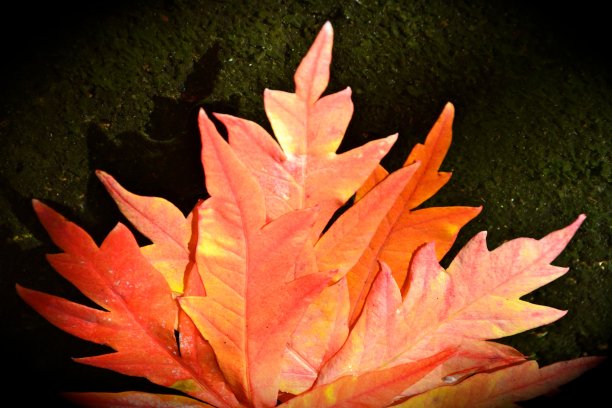 浮动的秋天树叶图片下载