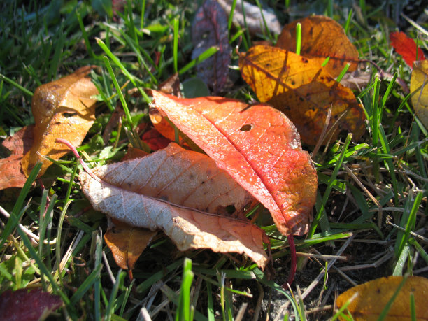 秋天的落叶图片下载