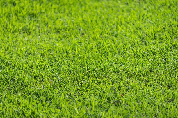 鲜绿的草。浅景深图片下载