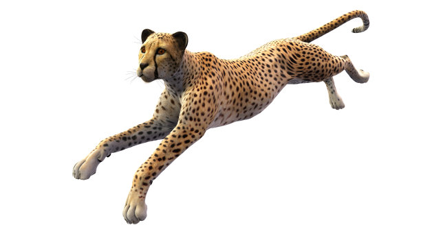 猎豹在白色背景上奔跑图片下载