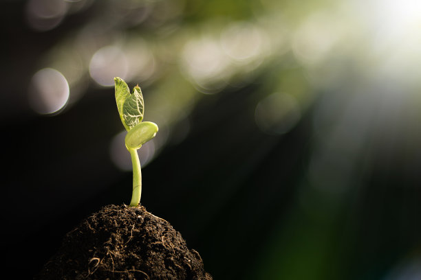 幼苗在早晨生长图片下载