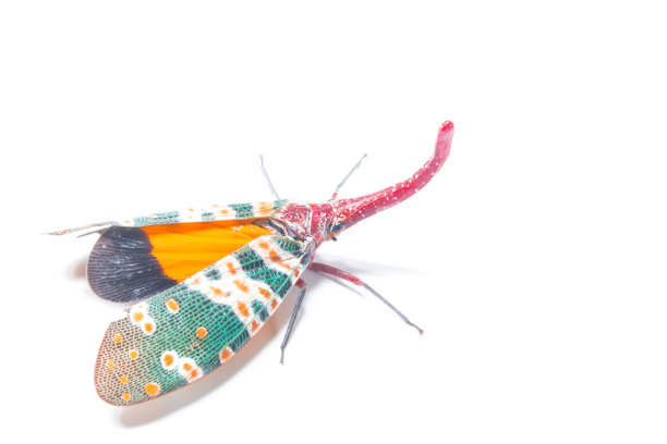 灯笼蝇，树上果实上的昆虫图片下载