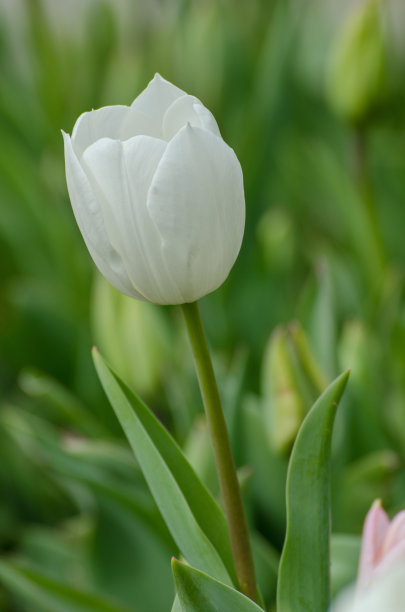 白色郁金香图片下载