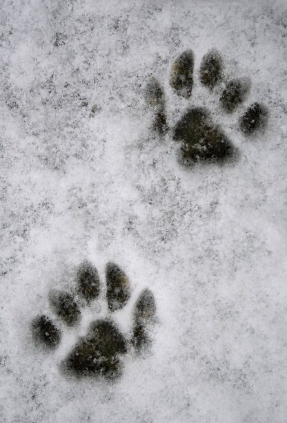 雪地上的脚印图片下载