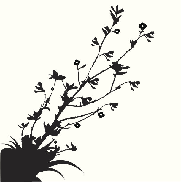 带花媒介植物图片下载