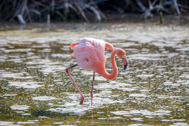加勒比火烈鸟，加拉帕戈斯群岛图片下载