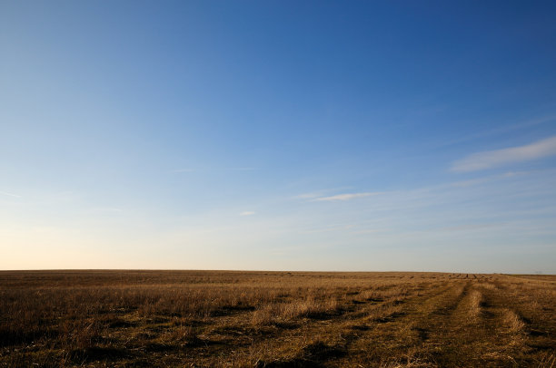 草地在夏天图片下载