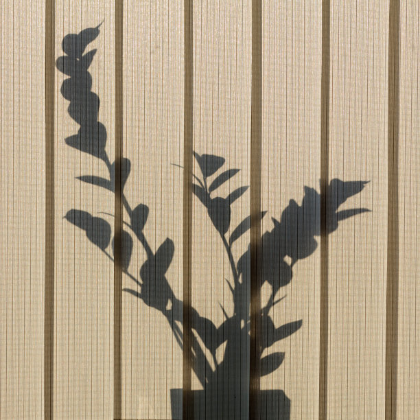 花的影子图片下载