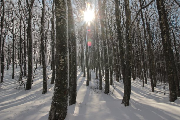 森林中的太阳图片下载