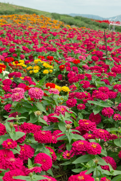 红花田背景图片下载