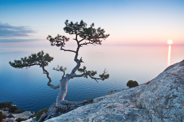 奇特的树图片下载