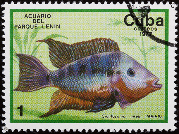 古巴旧邮票上的刺鱼图片下载