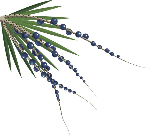 巴西莓浆果图片下载