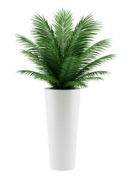 盆栽棕榈树孤立在白色的背景图片下载