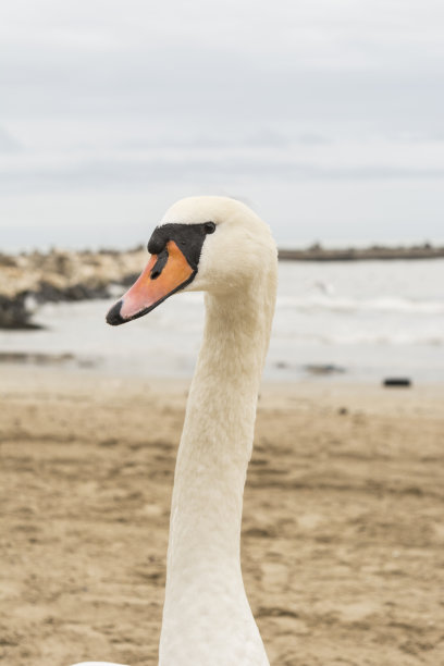 长颈天鹅画像图片下载