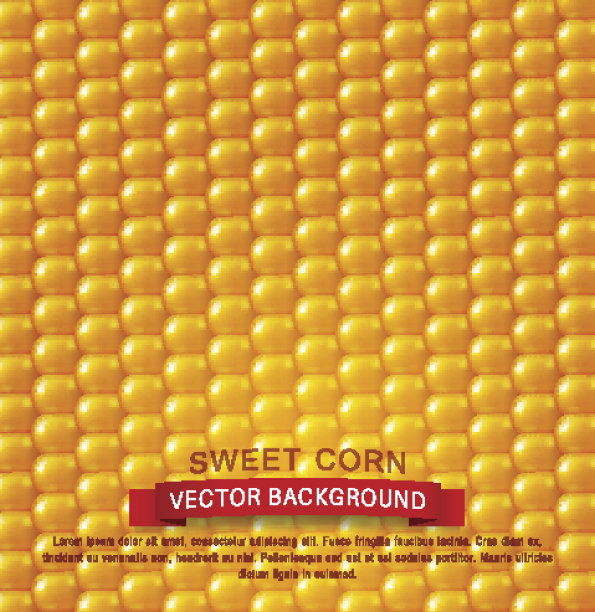 矢量背景纹理，黄色玉米。设计元素素材图片
