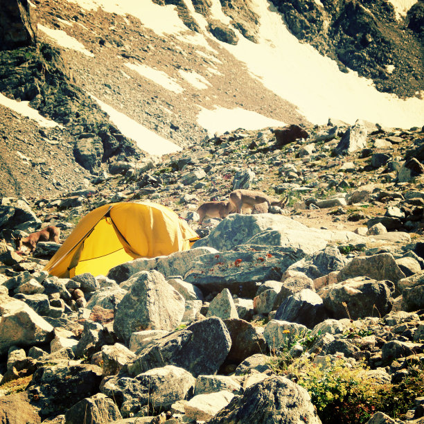 攀岩营地附近的野山羊。高加索山脉。图片下载