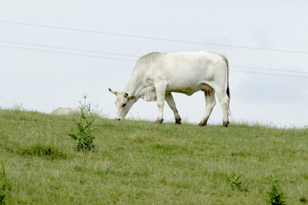 白牛吃草图片下载