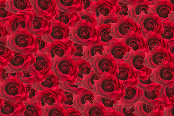 红玫瑰背景图片下载