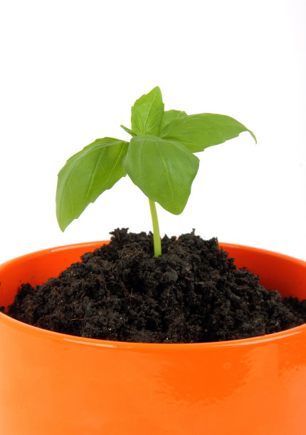 花盆里的幼苗图片下载