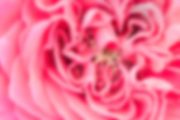 玫瑰花瓣模糊照片，自然抽象概念。图片下载